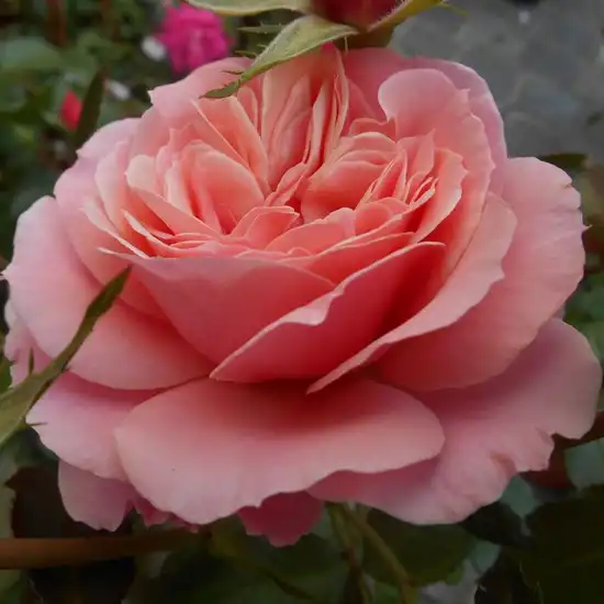 -21°C - Trandafiri - Botticelli ® - 